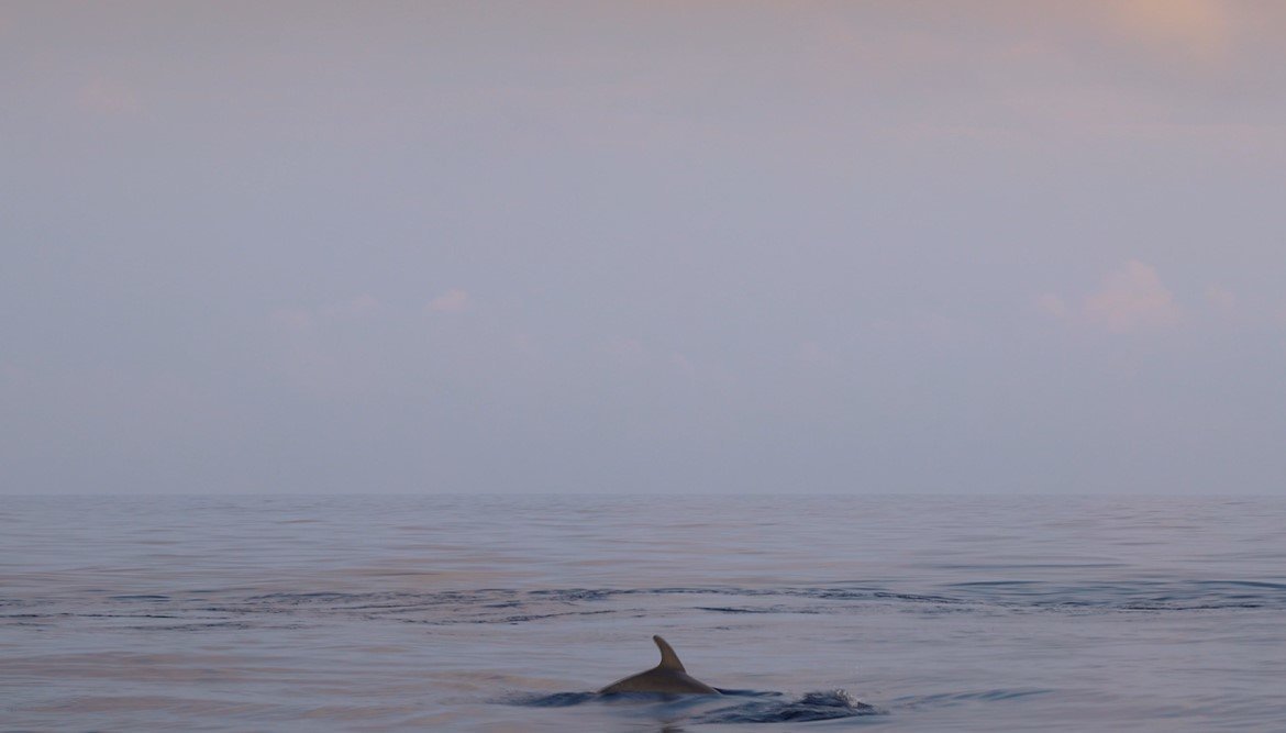 Delfine in ihrer natürlichen Umgebung