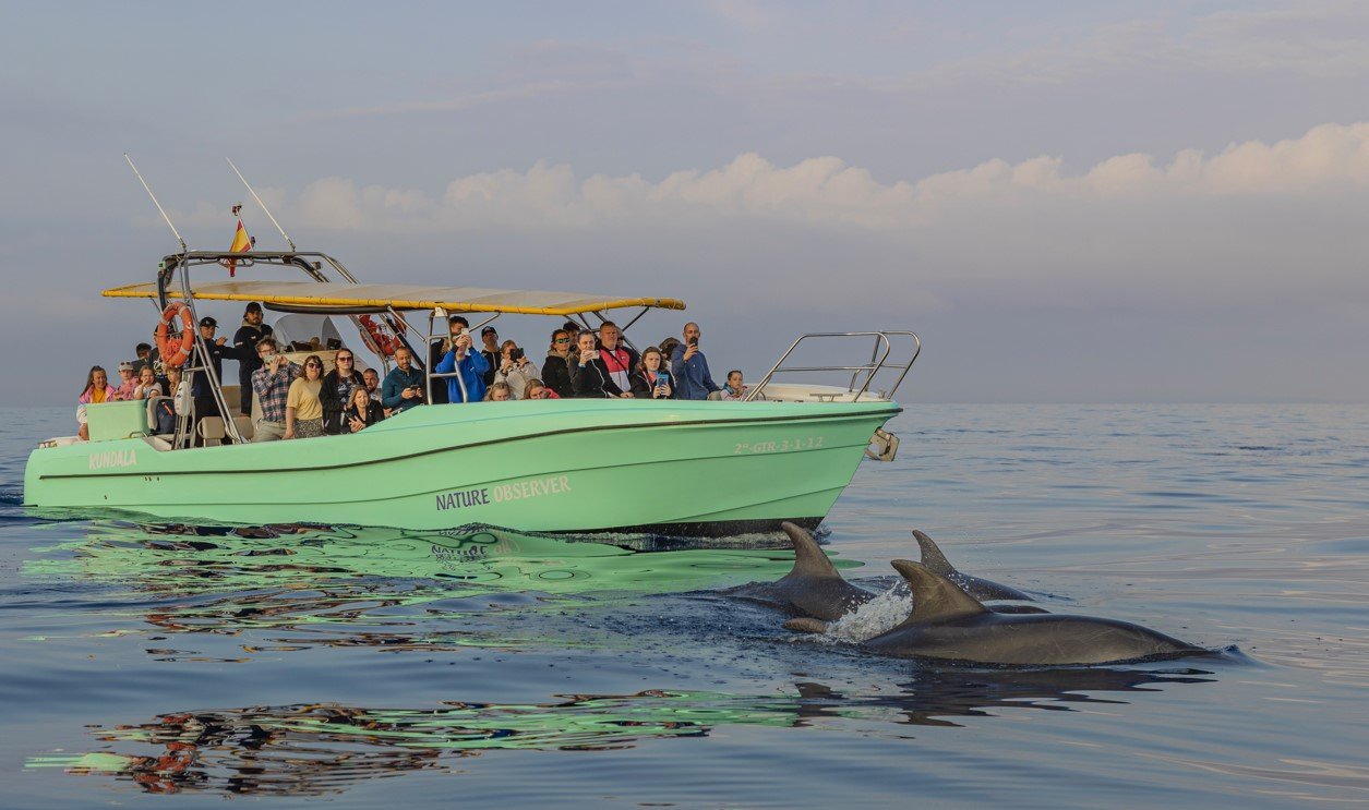 Delfin der aus dem Meer springt