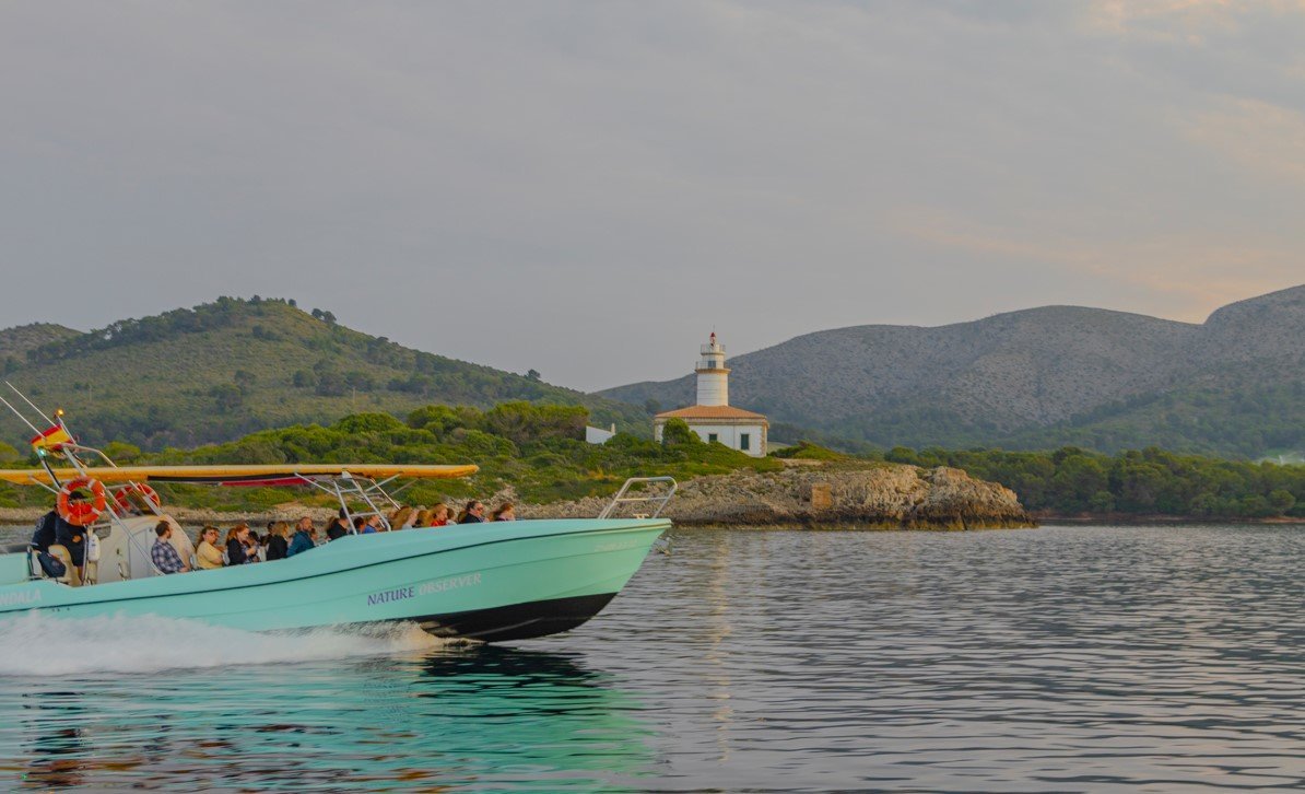 Delfine im Sonnenaufgang