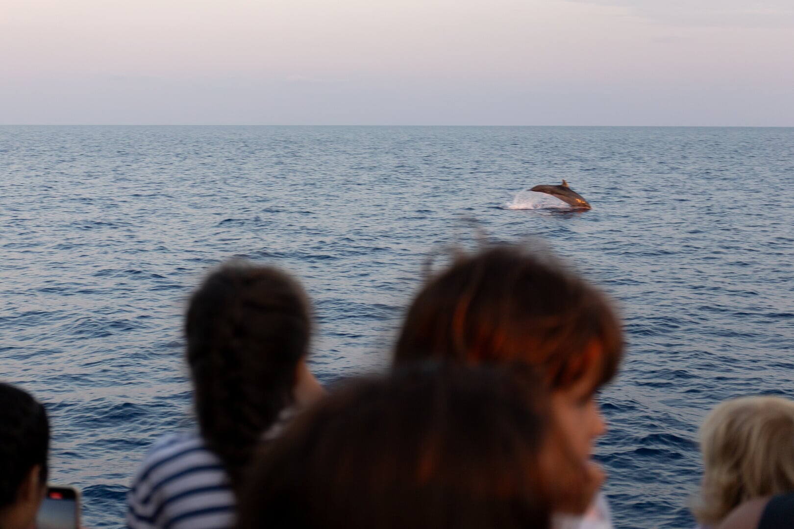Boot zum Delfine gucken