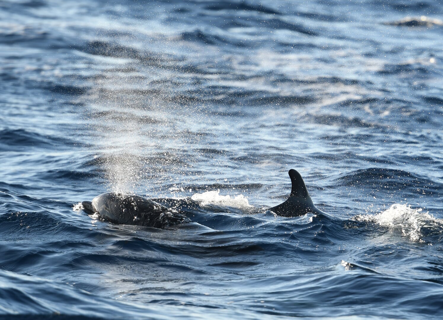 delfine springen auf mallorca