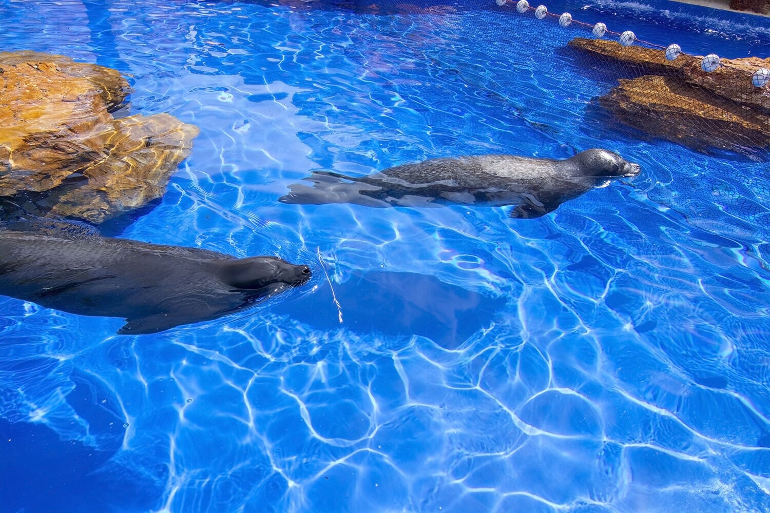 Seelöwen schwimmen im Marineland