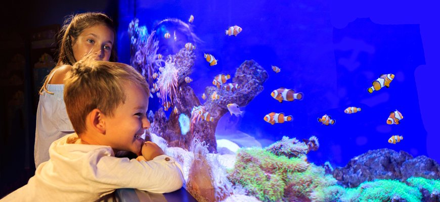 Fische im Becken gucken