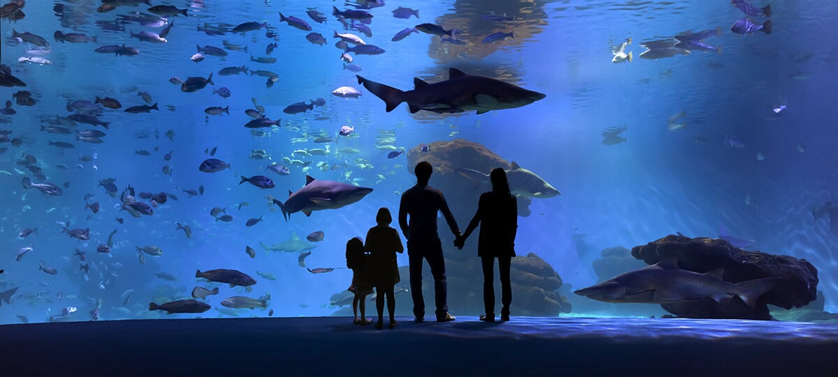 Hai im Palma Aquarium