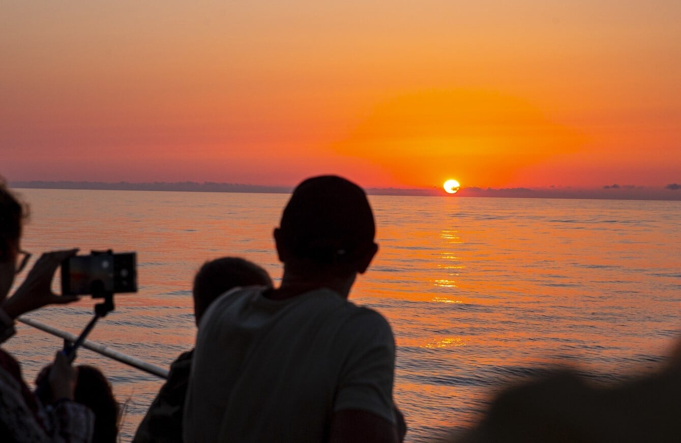 alcudia dolphin boat trip