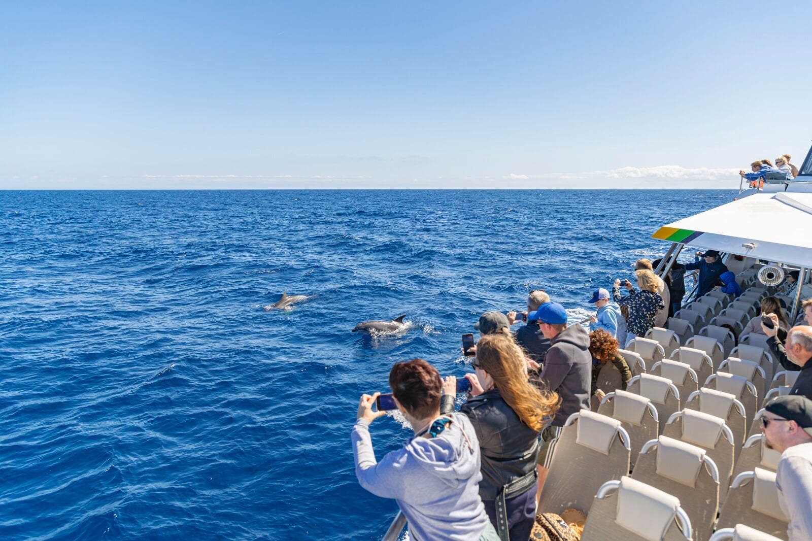 group of dolphins