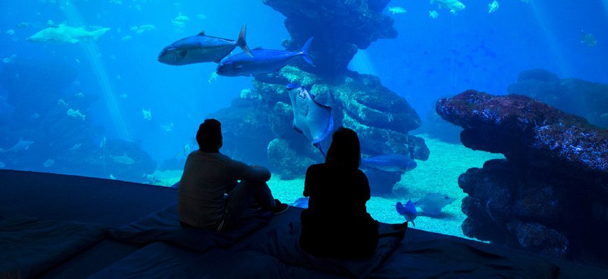 watching the big blue at palma aquarium