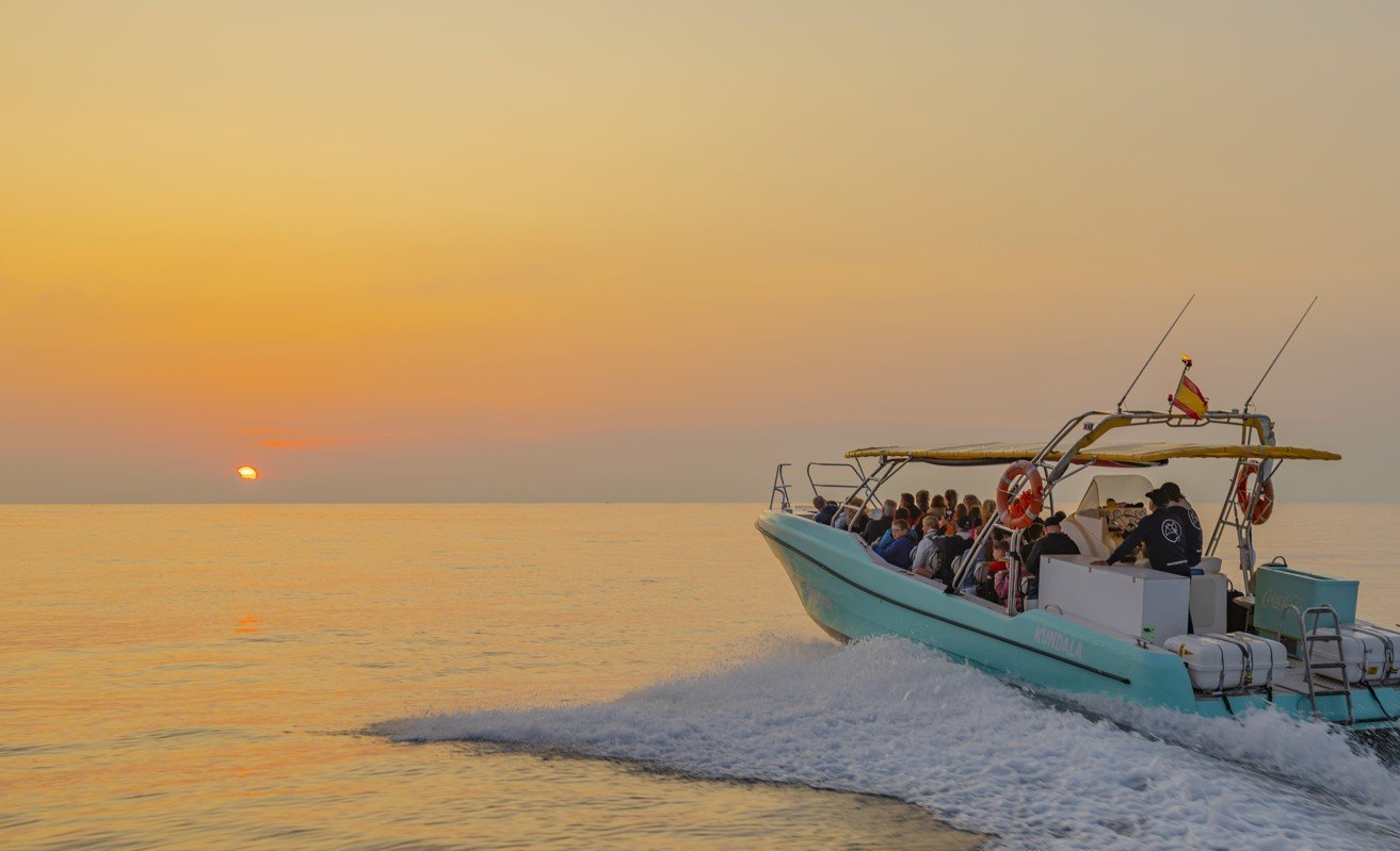 dolphin watching with a boat