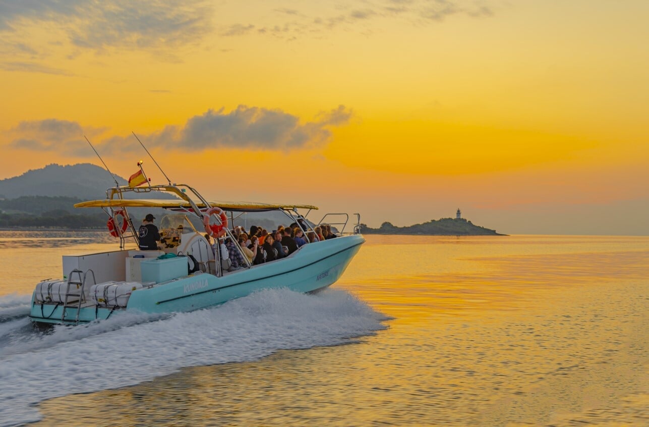 best dolphin watching in mallorca