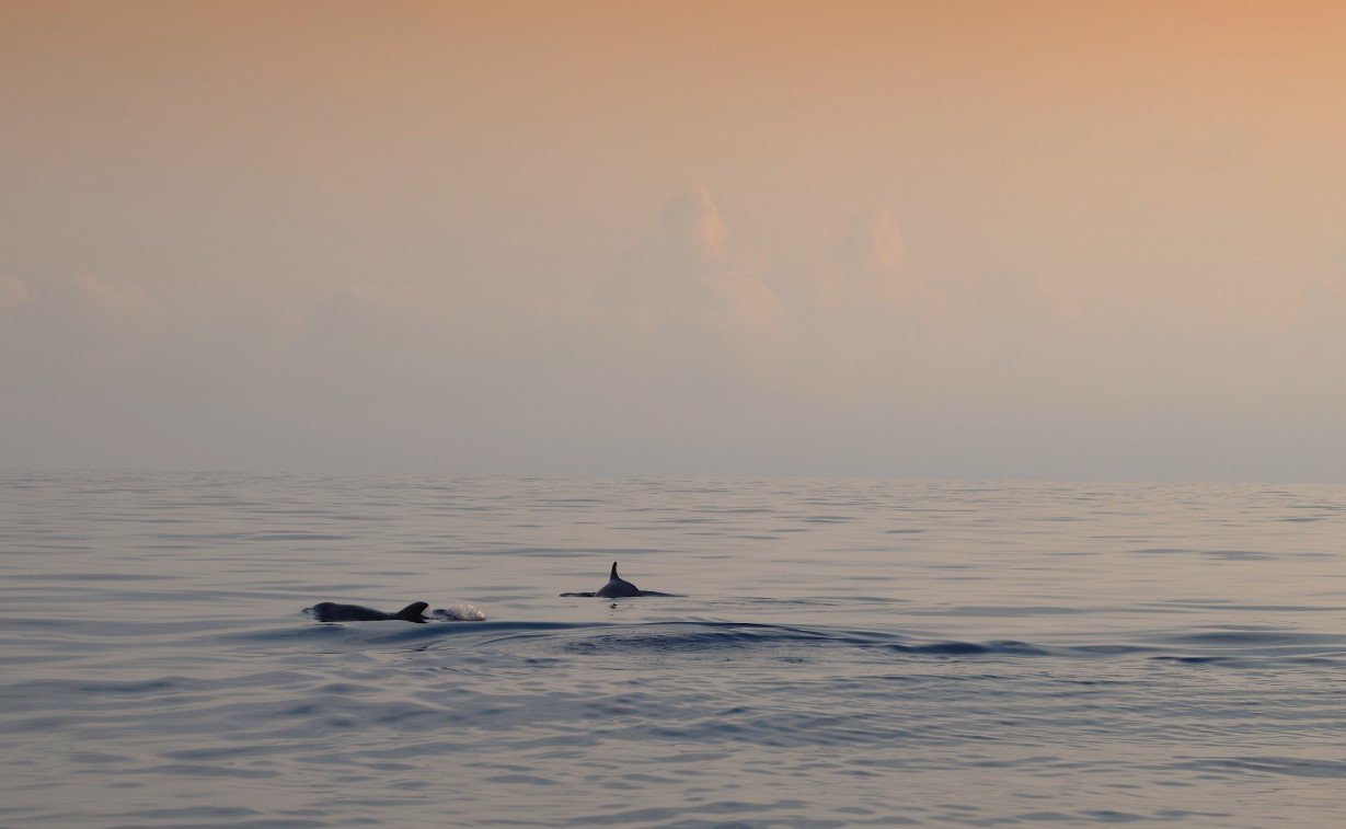 group of dolphins