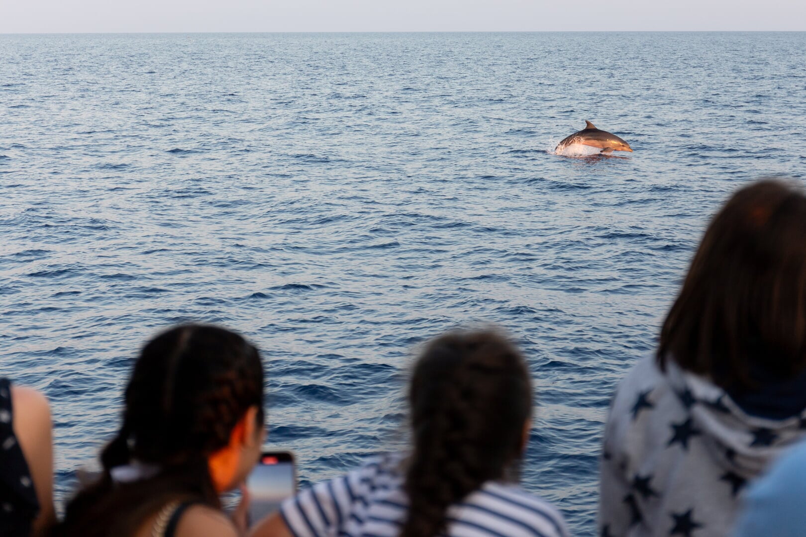 dolphin watching Pollensa