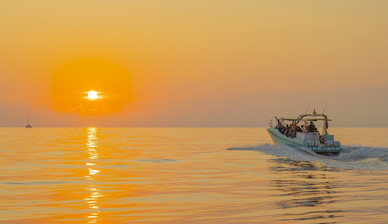 dolphin tour mallorca