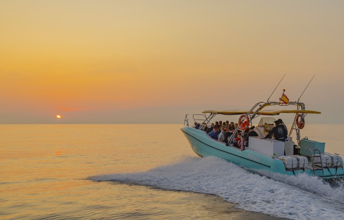 dolphin watching with a boat