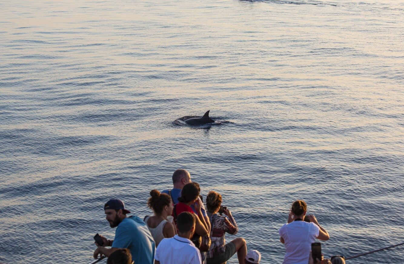 dolphins in mallorca