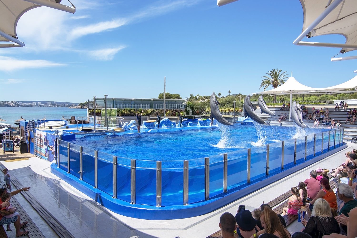 Dolphin Show Stadium