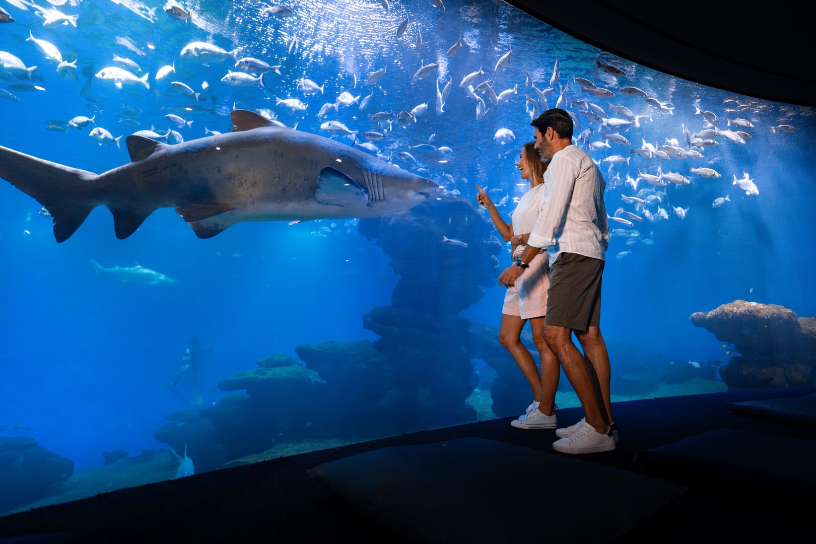 shark feeding times at aquarium mallorca