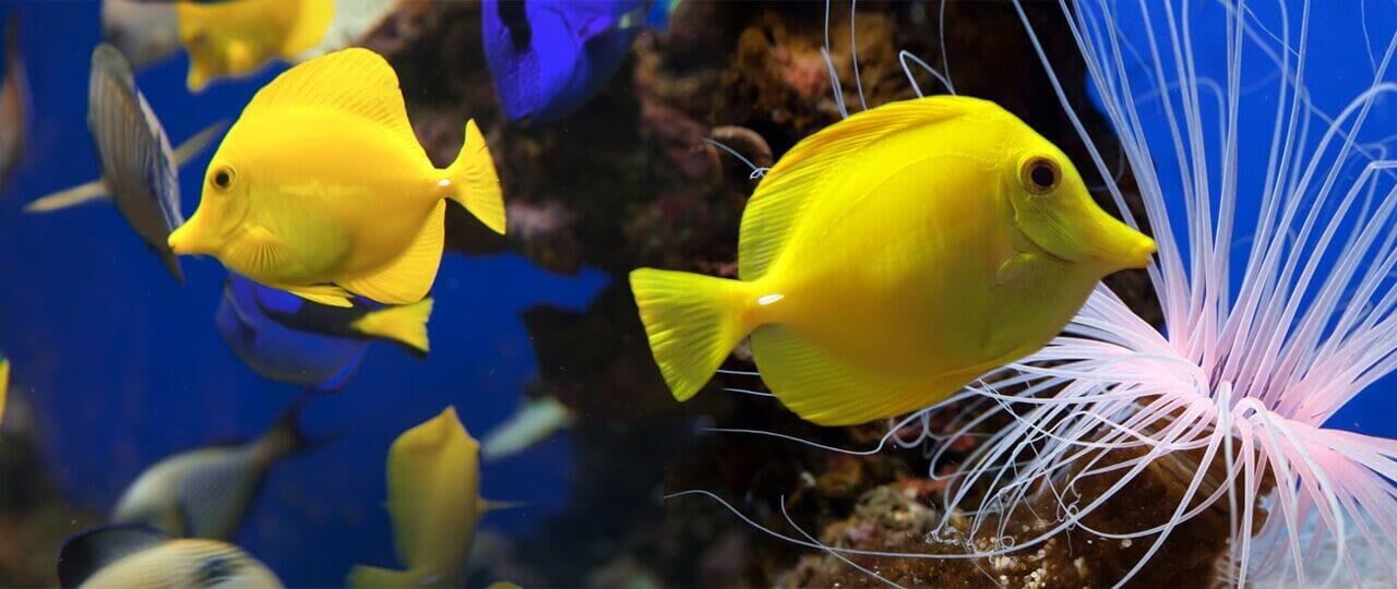 aquariums in mallorca