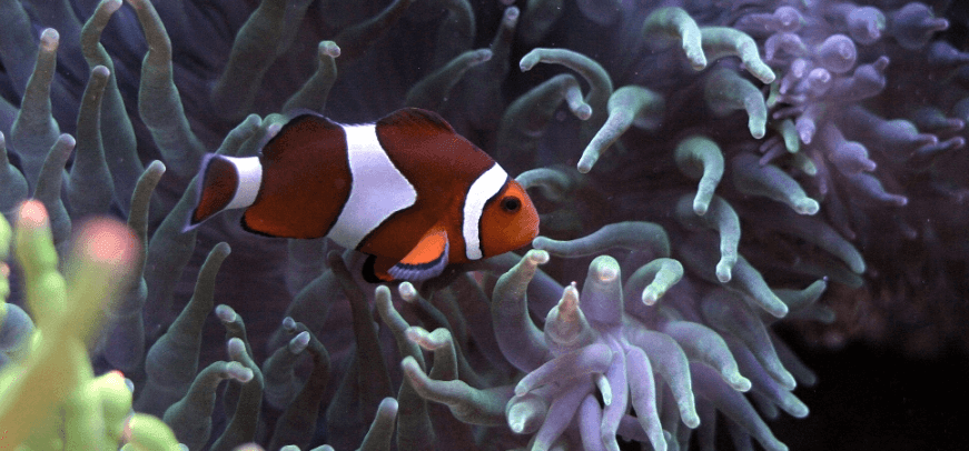 nemo at palma aquarium