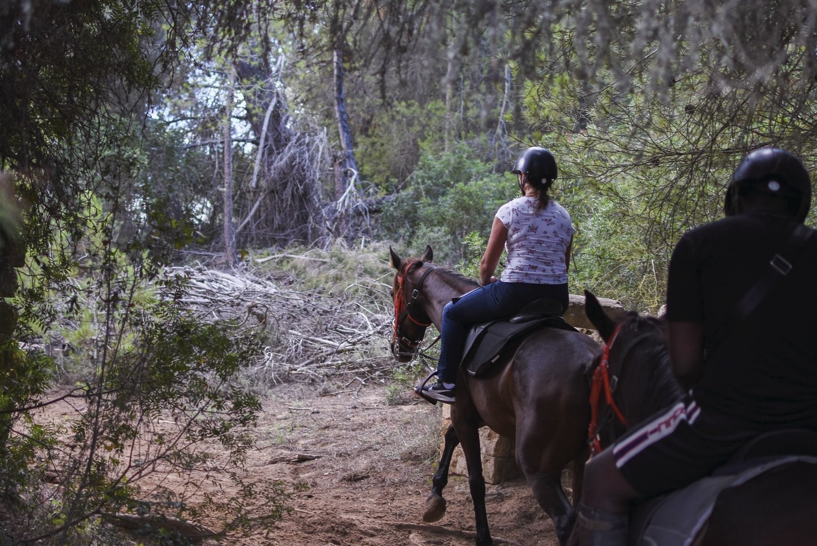 horse riding in the forest