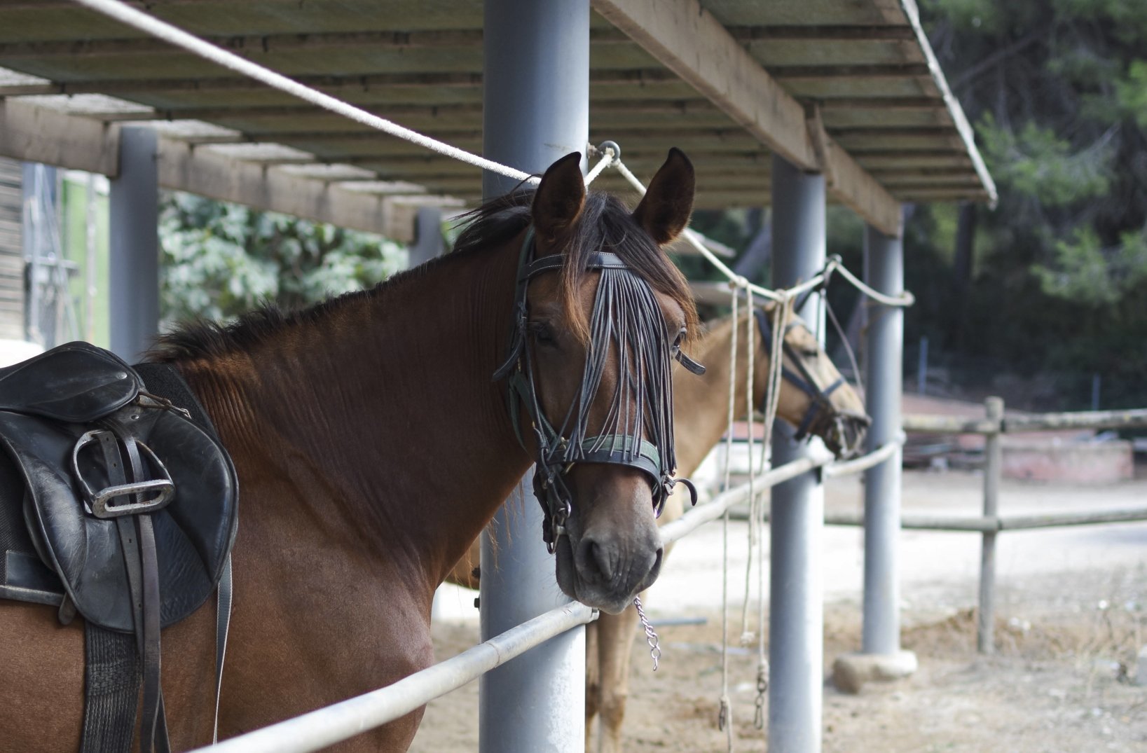 horses in Mallorca