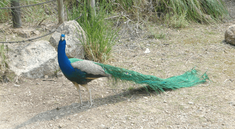 peacock