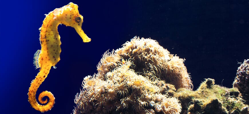 seahorse inside Palma Aquarium