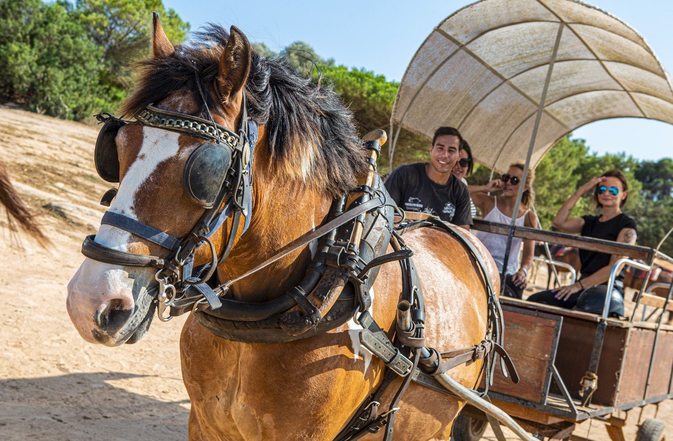 rancho grande wagon option
