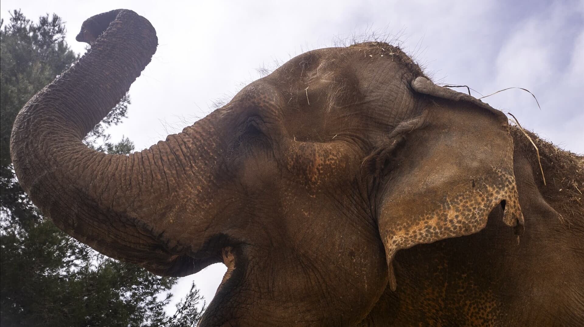 Elephant at Safari Zoo Mallorca
