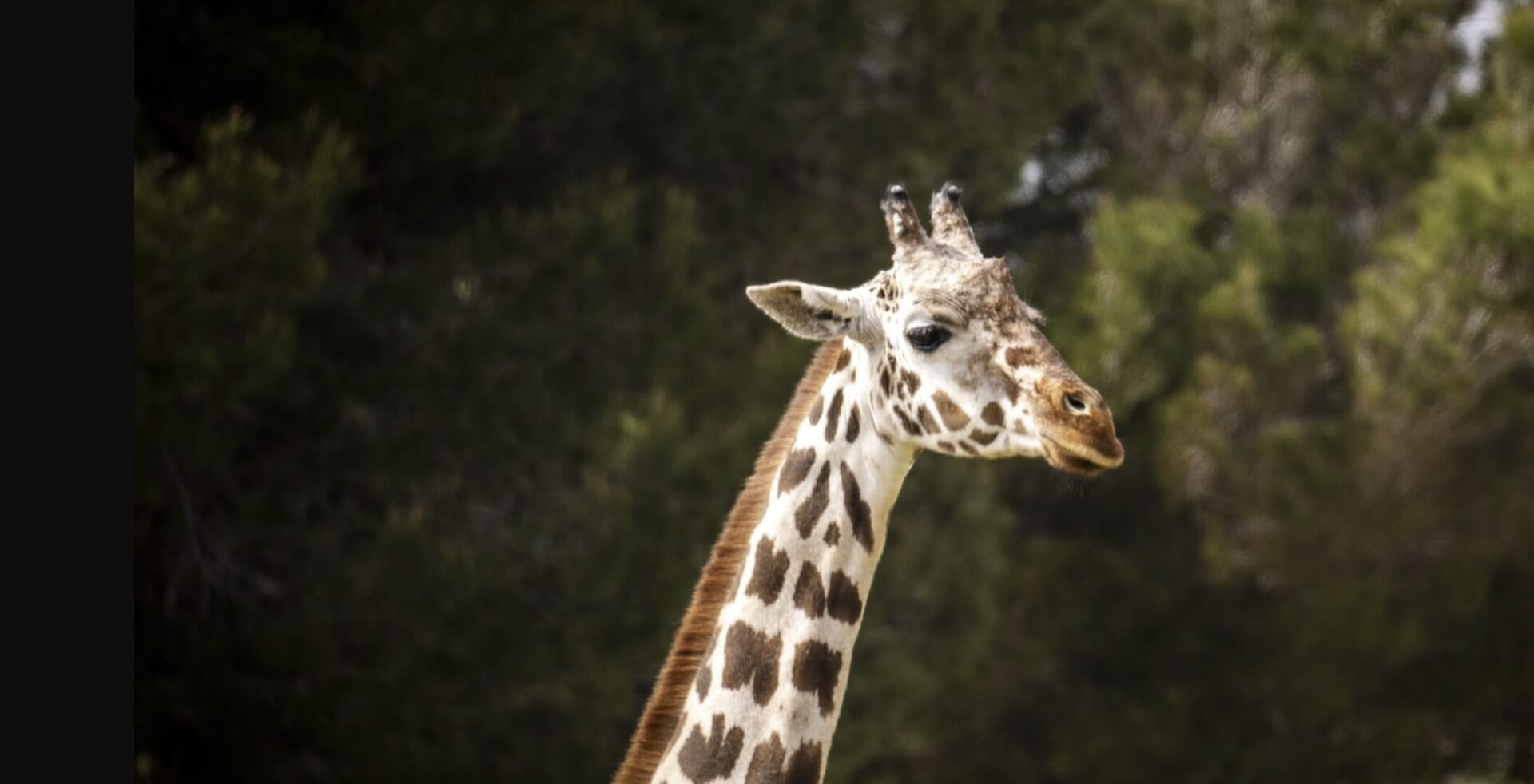 Giraffe at Safari Zoo Mallorca