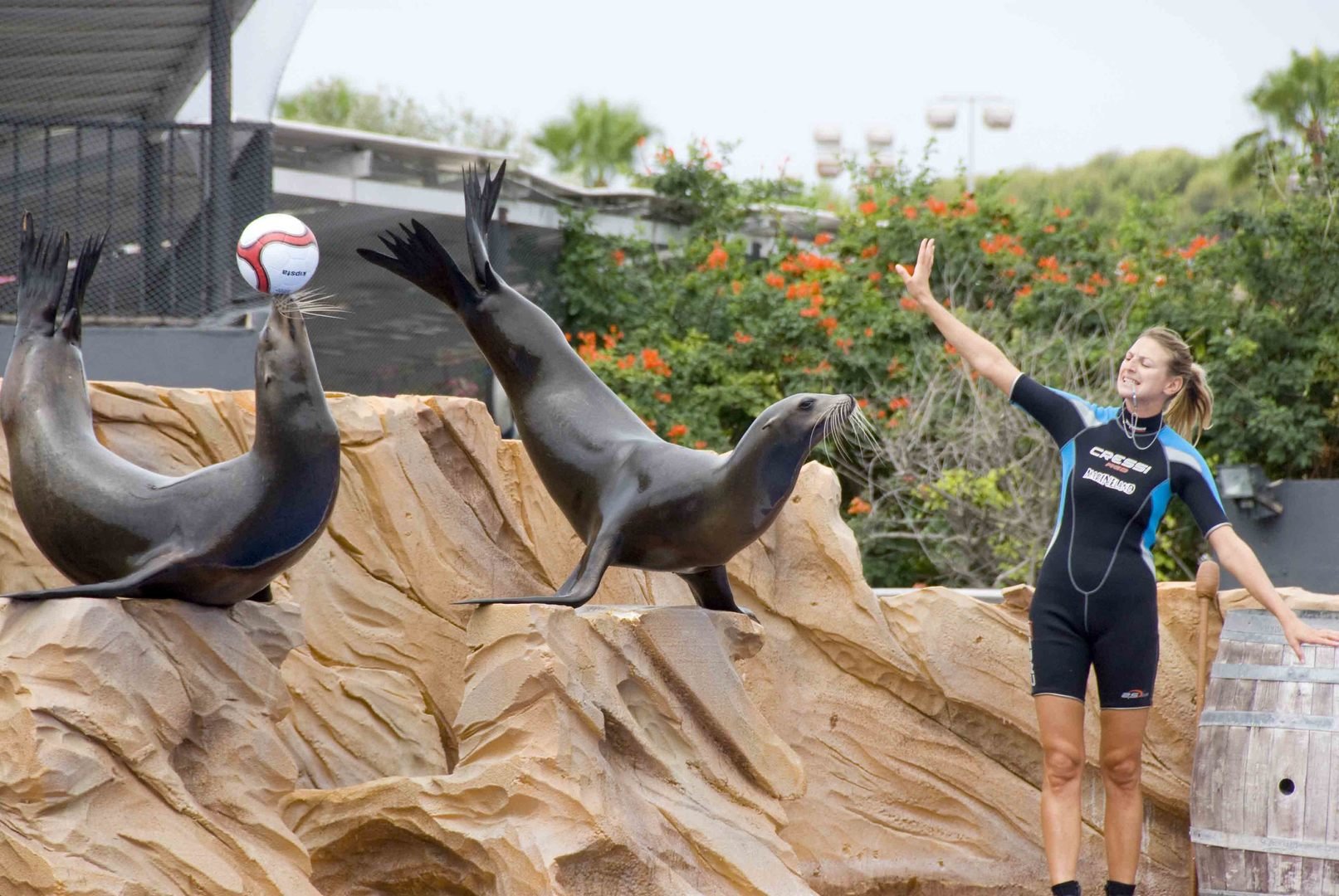 sea lion show