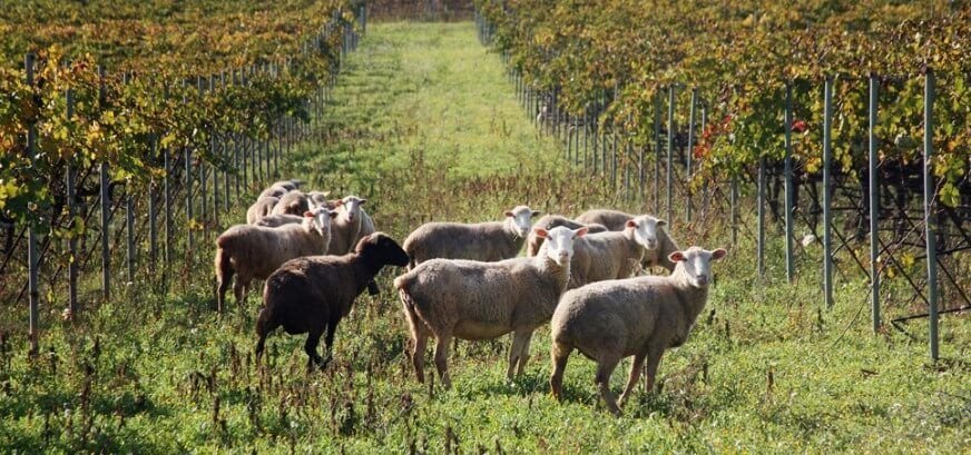 sheep