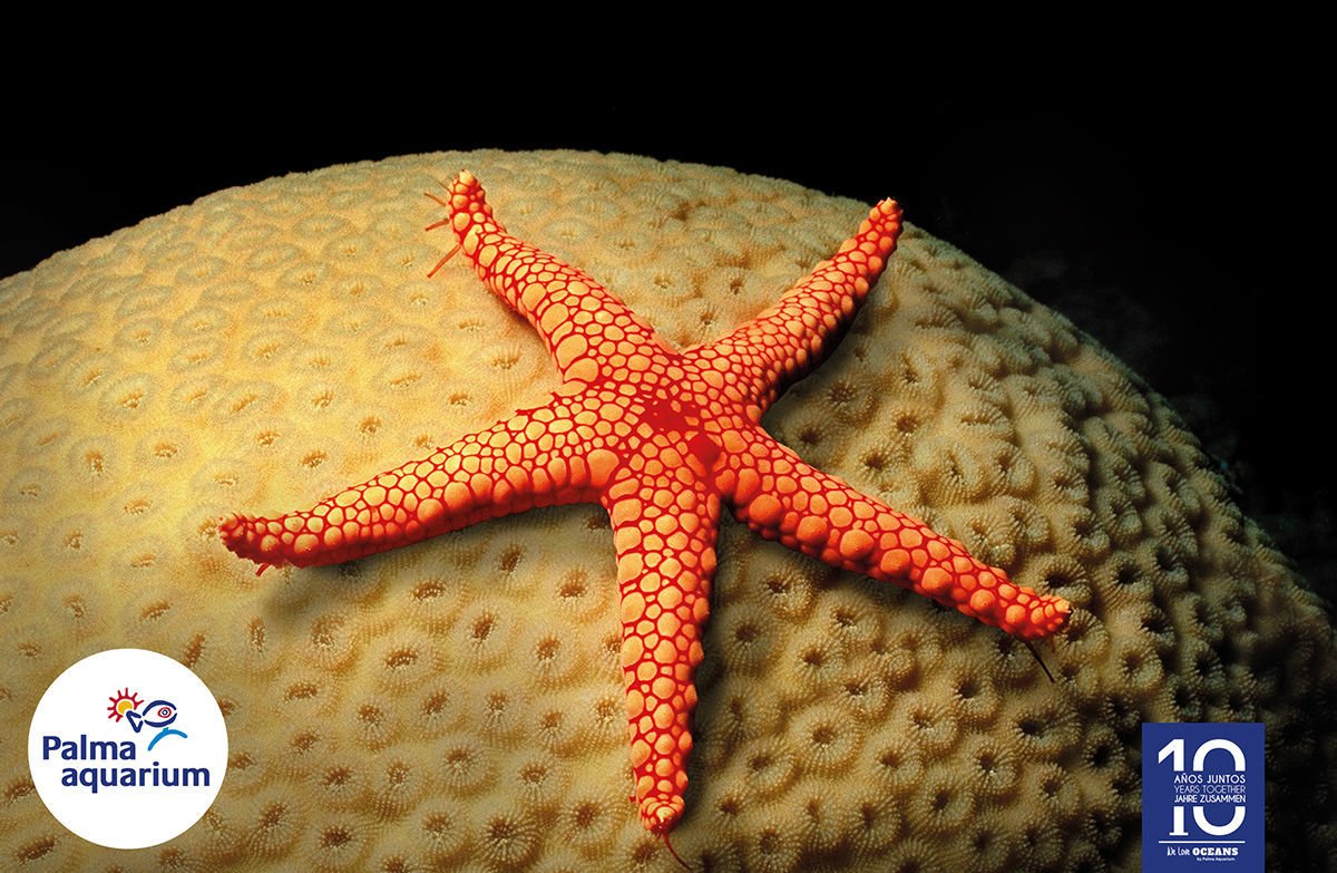Colorida estrella de mar en aguas del Palmaquarium
